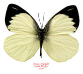 Appias aegis illana (Philippines)