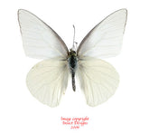 Appias albina semperi (Philippines) A2