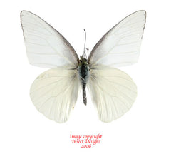 Appias albina semperi (Philippines) A2