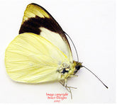 Appias indra massilia (Philippines)
