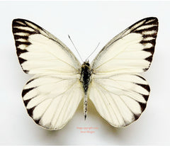 Appias libythea olferna (Seram)