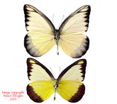 Appias lyncida (Philippines)