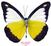 Appias lyncida vasana (Malaysia)