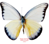 Appias lyncida enaretina (Philippines)