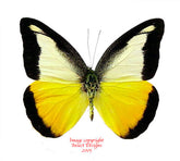 Appias nephele dilutior (Philippines)