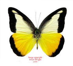 Appias nephele dilutior (Philippines)