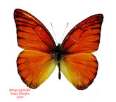 Appias nero flamenius (Philippines)