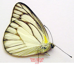Appias libythea olferna (Philippines)