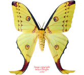 Argema mittrei (Madagascar) - female