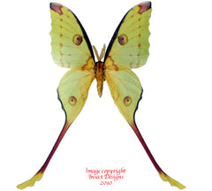 Argema mittrei (Madagascar) - male