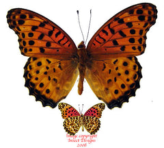 Argyreus hyperbius (Vietnam) A2