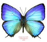 Arhopala anarte (Java) A-