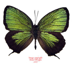 Arhopala eumolphus (Java) A2