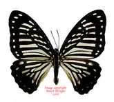 Graphium macarius palawanicola (Philippines)