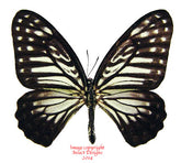 Arisbe stratocles senectus (Philippines) A2