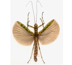 Aschiphasma annulipes (Java) A2