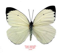 Ascia buniae (Peru)