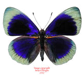 Asterope adamsi (Peru) A-