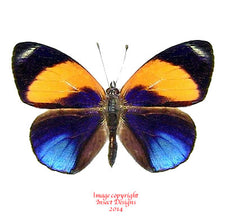 Asterope markii davisi (Peru)