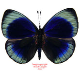 Asterope philotima (Peru) A-