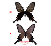 Byasa alcinous (Japan) - female A-