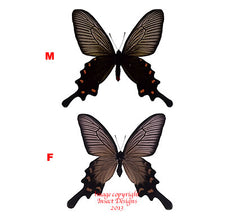 Byasa alcinous (Japan) - female A-