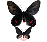 Atrophaneura dixoni (Sulawesi)