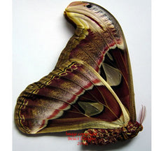 Attacus atlas (Thailand) - female