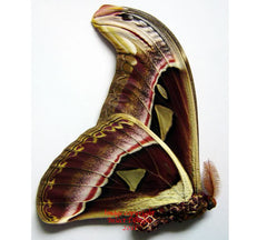 Attacus atlas (Malaysia) - male