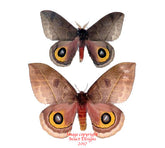 Automeris incarnata (Colombia) - pairs A-