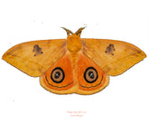 Automeris jucunda (Colombia) - pairs