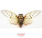 Ayuthia spectabilis (Malaysia)