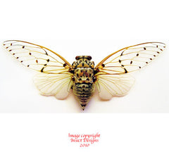 Ayuthia spectabilis (Malaysia)