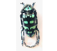 Anoplophora elegans (Laos)