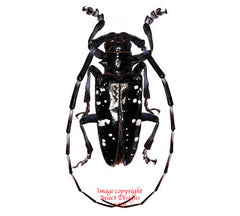 Anoplophora glabripennis (Korea)