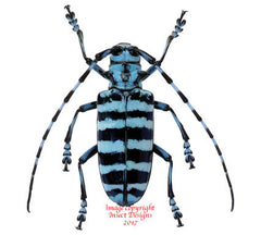 Anoplophora medembachi (Malaysia)