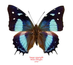 Baeotus amazonicus (Peru)