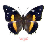 Baeotus deucalion (Peru)