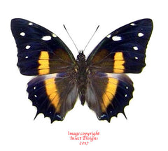 Baeotus deucalion (Peru) A-