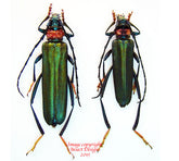 Aphrodisium faldermanii (Thailand)