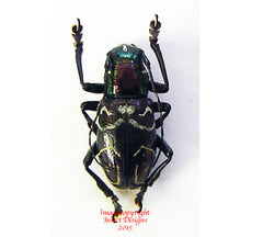 Aprophata sp.3 (Philippines)