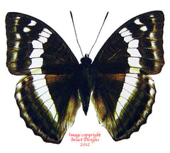 Bassarona franciae attenuata (Thailand)