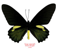 Battus belus (Peru) A2