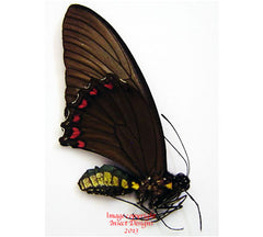 Battus crassus (Peru) - female A2