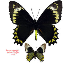 Battus madyes chlorodamas (Peru) A-