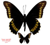 Battus polydamas (Peru) - male A2