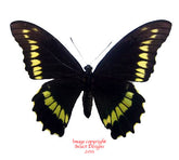 Battus polydamas (Peru) - female A-