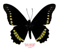 Battus polydamas (Colombia)