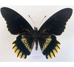 Battus streckerianus (Peru)