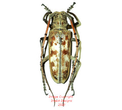 Batocera tigris (Sumatra)